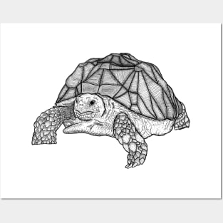 Turtle Posters and Art